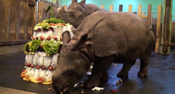 PLZEŇSKÁ 1: Maruška v plzeňské ZOO mlsala dort