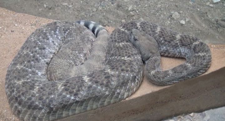 PLZEŇSKÁ 1: Nejjedovatější hady světa uvidíte v plzeňské Zoo