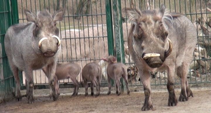 PLZEŇSKÁ 1: Prasátka savanová se v Zoo opět rozmnožila