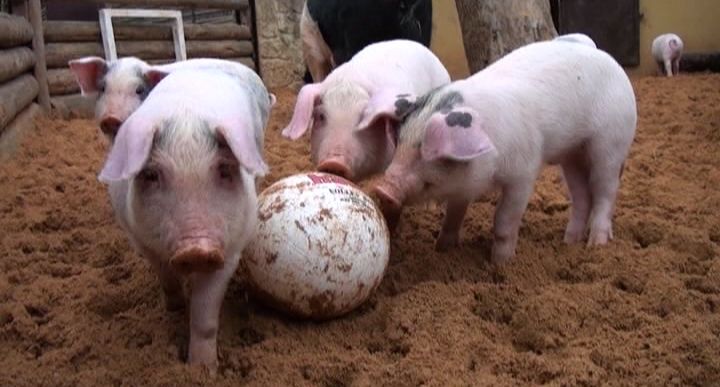 PLZEŇSKÁ 1: Prasátka v plzeňské Zoo pilně nacvičují na fotbalové zápasy
