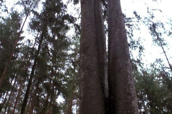 V lesích v Lánech u Plzně najdete památný smrk