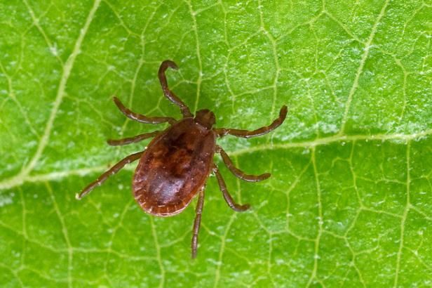 obrázek: 70 % klíšťat je v těchto dnech připraveno napadnout
