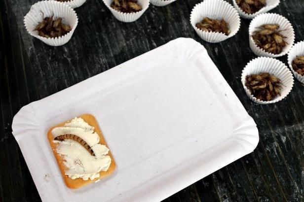 obrázek: Belgie si zvyká na hmyzí speciality