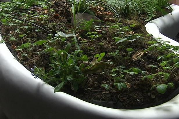 Botanici finišují s přípravou českého lesa pro EXPO do Milána