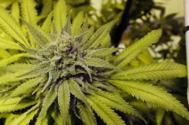 obrázek: České konopí může zamířit na pulty lékáren