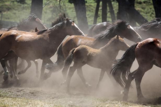 obrázek: Ekology rozhořčil plán australských úřadů vybít tisíce divokých koní