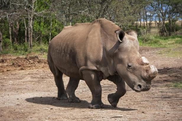 obrázek: \nJak zachránit severní bílé nosorožce? Rozhodne lednové setkání expertů\n