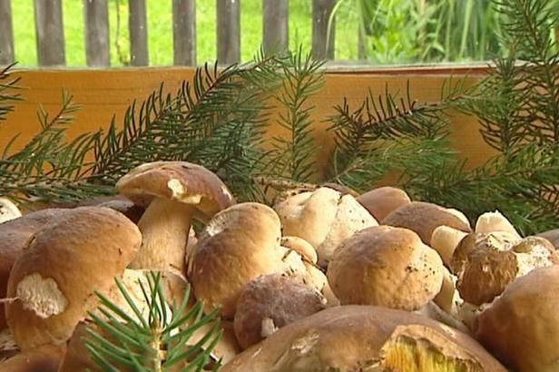 obrázek: Letošní jaro je (bohaté) na houby, chválí mykologové. Pro léto to ale nic neznamená