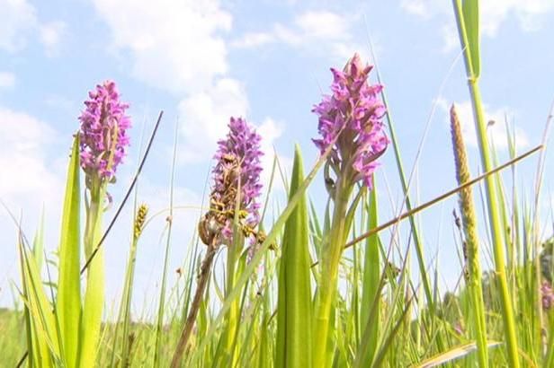 Louka na Pardubicku zfialověla divokými orchidejemi