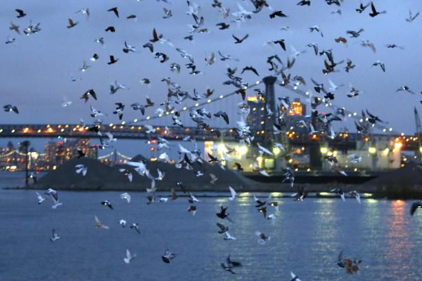 obrázek: Newyorský umělec vycvičil holubí LEDku