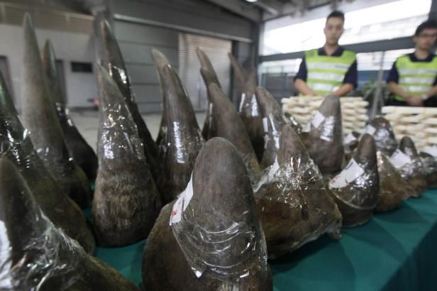 obrázek: Obchod s rohy nosorožců je v JAR zase legální. Soud zrušil embargo