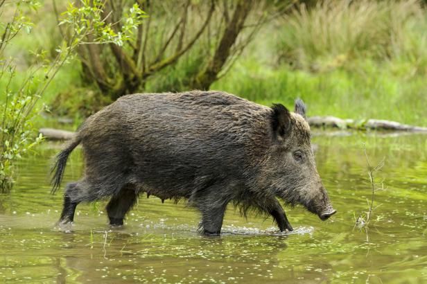 obrázek: Odstřelených prasat bylo loni o desetinu více, jejich záplava ale neslábne
