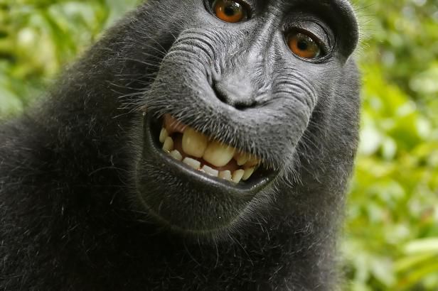 Opice si pořídila selfie. Na snímky nemá autorská práva, rozhodl soud