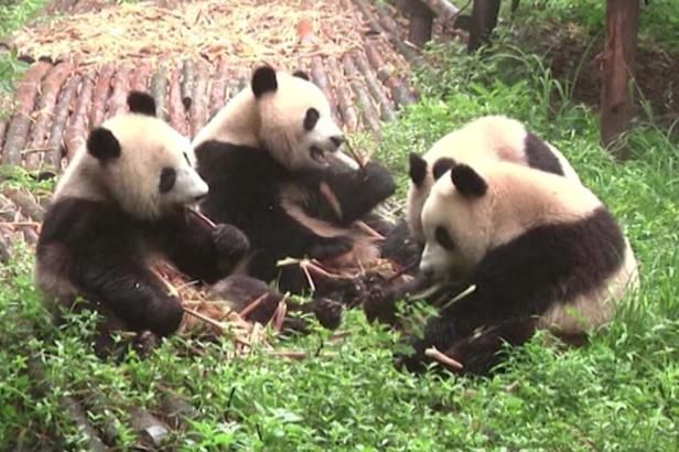 obrázek: Panda v Praze? Čína možná Česko odmění za lepší vztahy