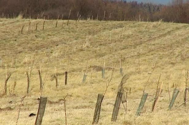 obrázek: Pětileté dotace na sady skončily. Někteří vlastníci je likvidují, aniž sklidili jediné jablko