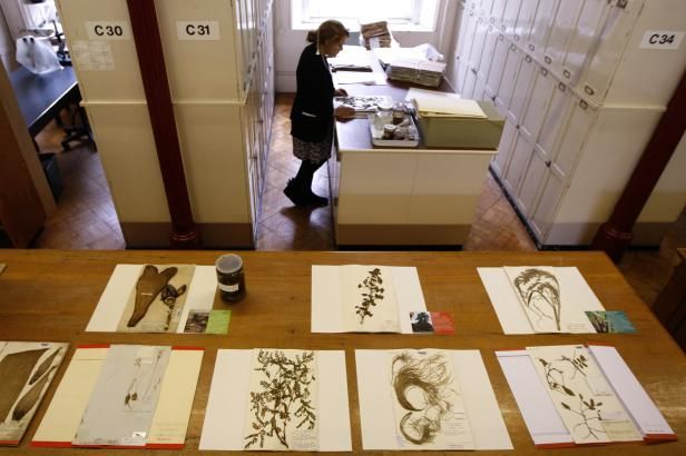 obrázek: Pětině známých druhů rostlin hrozí vyhynutí. Kvůli klimatu i chorobám