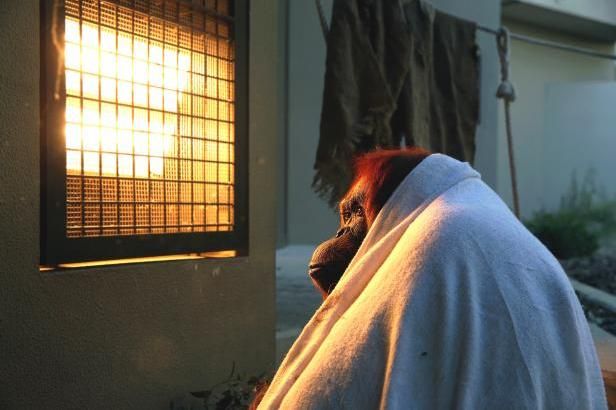 obrázek: 
Přelomový rozsudek: Orangutan je osoba, má právo na svobodu
