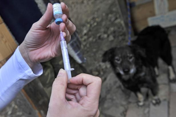 obrázek: Psí život budou mít zvířata na ulici alespoň bez vztekliny