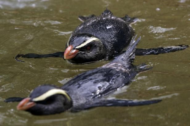 obrázek: Rezervace velikosti Francie má ochránit život u Zélandu