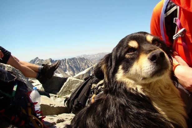 obrázek: Ropa, pes v batohu a zpětně vyšlechtění pratuři – výběr událostí roku pohledem internetové redakce ČT24