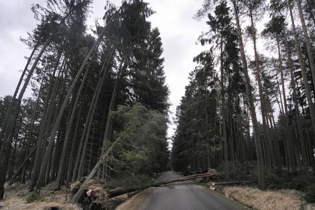 obrázek: Silný vítr může v neděli lámat větve i stromy