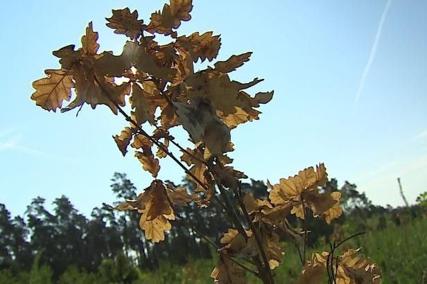 obrázek: Slunce spaluje mladé stromky. Na Hodonínsku jich zahubilo už 50 tisíc