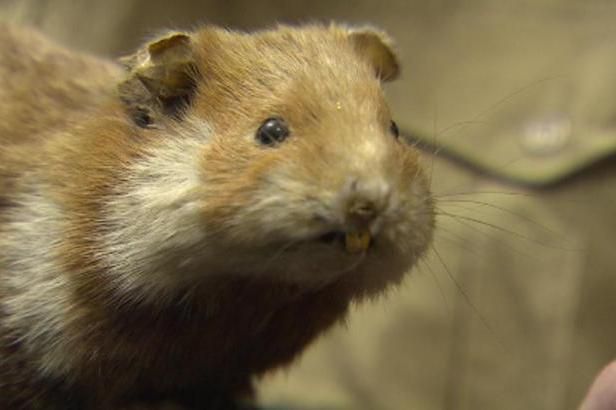 obrázek: Tři měsíce pozorovali křečky a inkasovali skoro 2,5 milionu korun