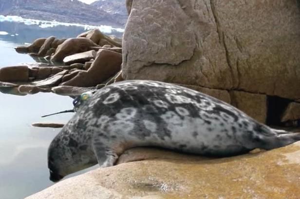 obrázek: Tuleni pomáhají bojovat proti tání ledovců