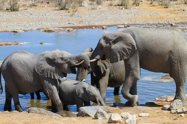 obrázek: V Česku vzniká speciální obojek k ochraně afrických slonů