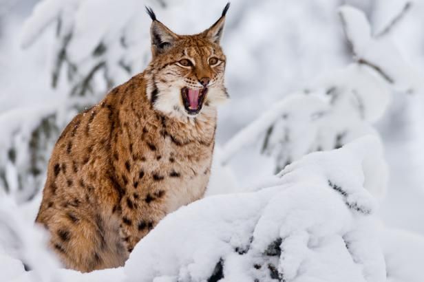 obrázek: V našich horách jsou opět rysové, medvědi a vlci