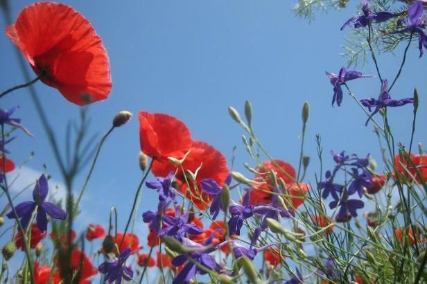 obrázek: V první půlce července bude sucho a třicítky