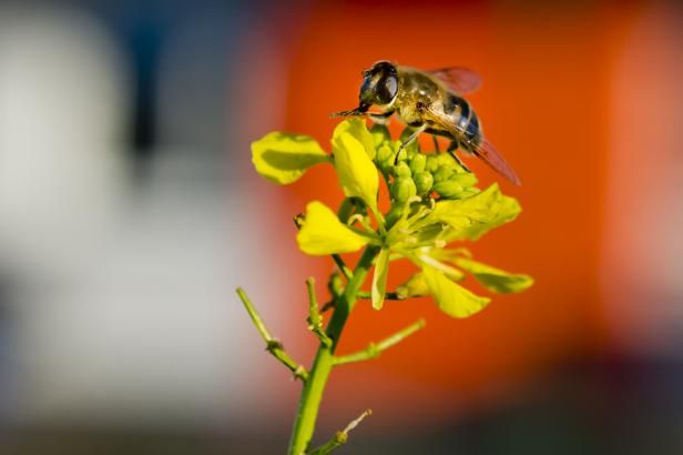 obrázek: Vánoce ve znamení teplotních rekordů, ochlazení přijde v týdnu