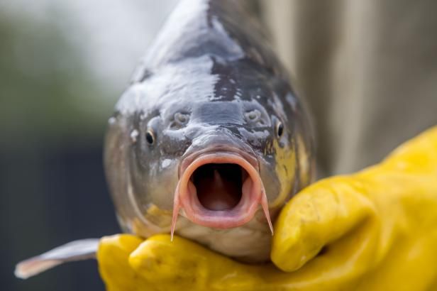 obrázek: Vánoční kapři už začali držet půst