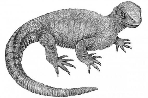 obrázek: Vědci objevili fosilii nejstarší želvy - \