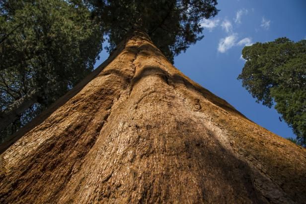 obrázek: Vědci se obávají o osud sekvojí: Tisícileté obry ničí sucho