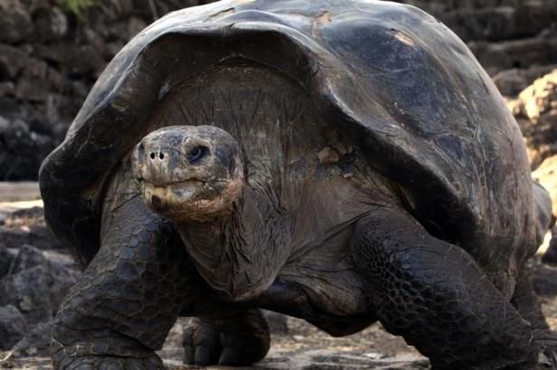 obrázek: Vytříbený apetit sloních želv – jedí hlavně nepůvodní rostliny