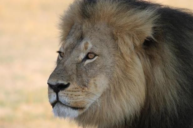 obrázek: Zastřelením lva Cecila se už zabývají americké úřady