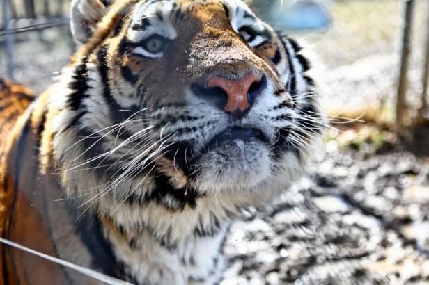 Zvířata ze Zoo: Na prodej nebo k usmrcení