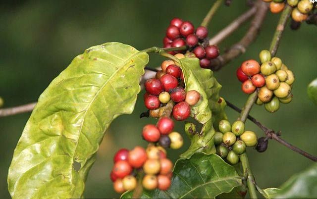 Specifika vietnamské kávy