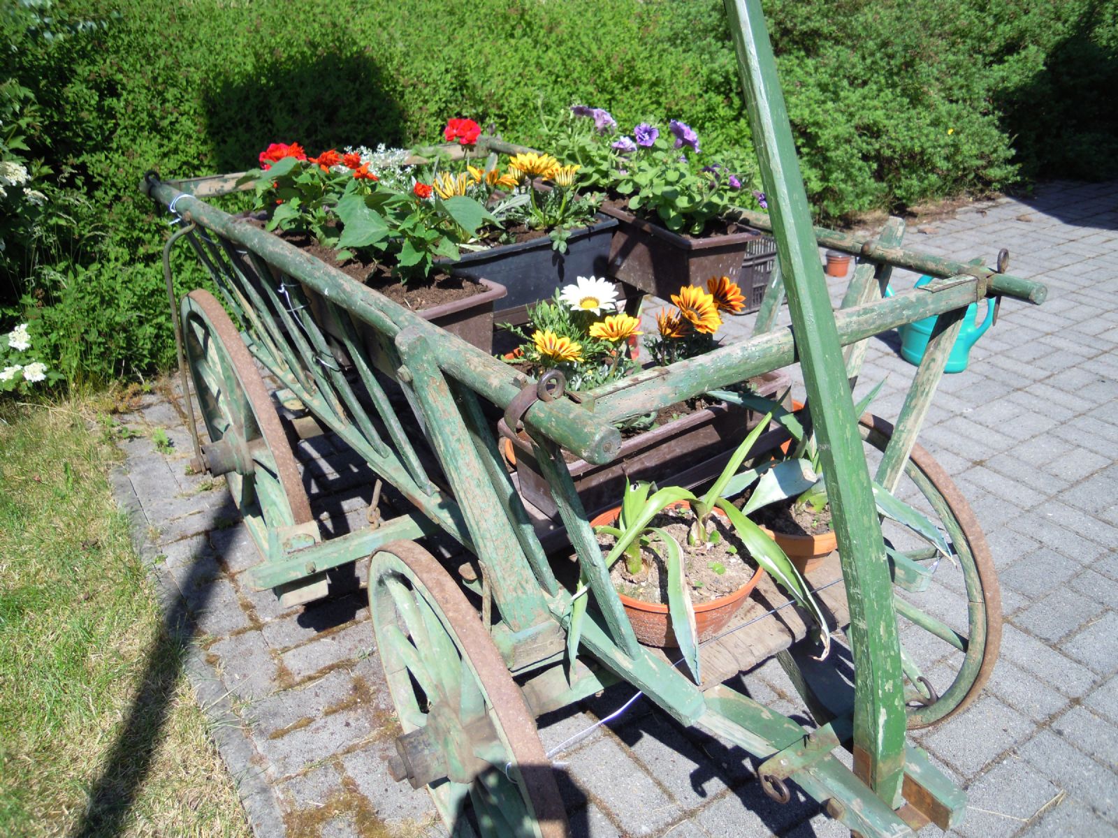 Plníme Vaše nevyslovená přání - krásný žebřiňáček