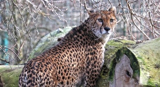 obrázek: Gepardice z Francie okouzlily plzeňskou zoo