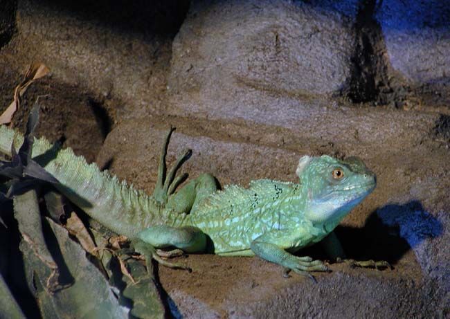 obrázek: Do ZOO z brány na Vinicích 