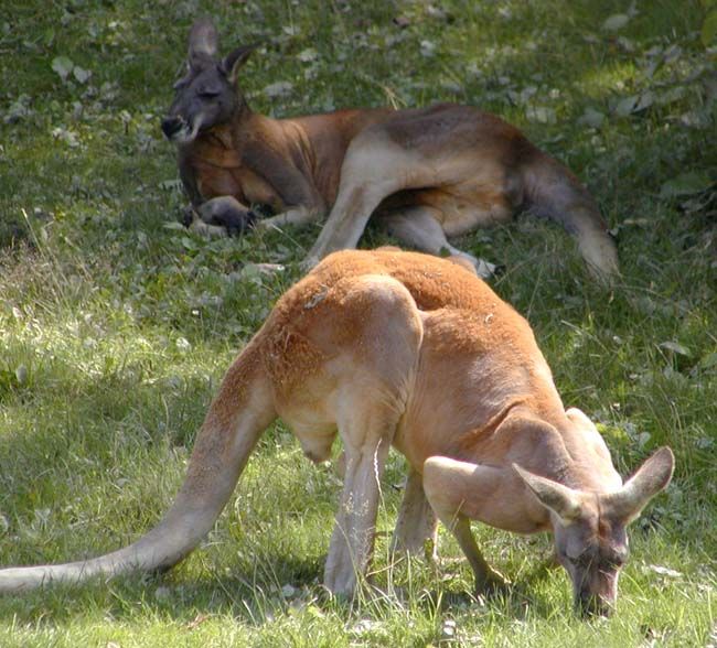 obrázek: ZOO v Plzni opět žije naplno