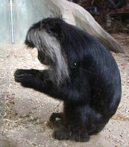 obrázek: Kmotři zvířátek se dnes sejdou v ZOO