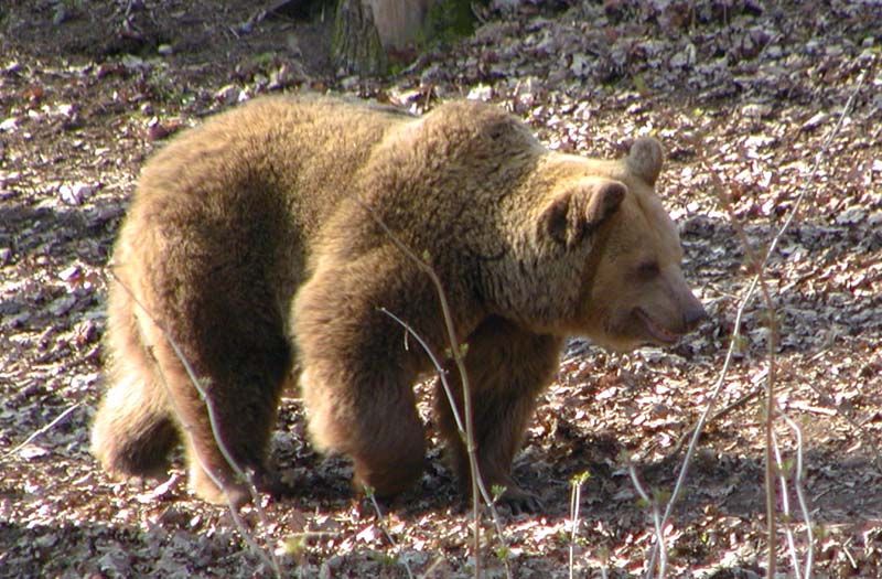 obrázek: Tři novinkly v plzeňské ZOO