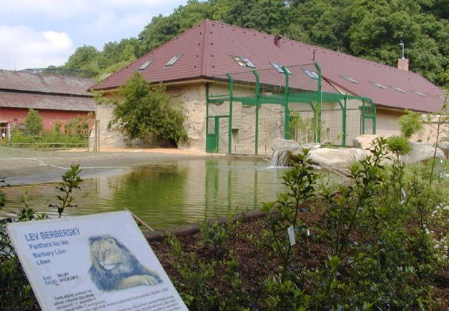 obrázek: Lvice dostane partnera