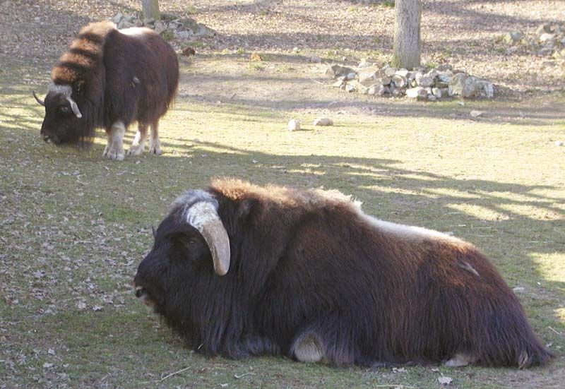 obrázek: Zloději kradou koně z výběhů