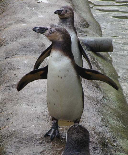 obrázek: Novinky v plzeňské ZOO 