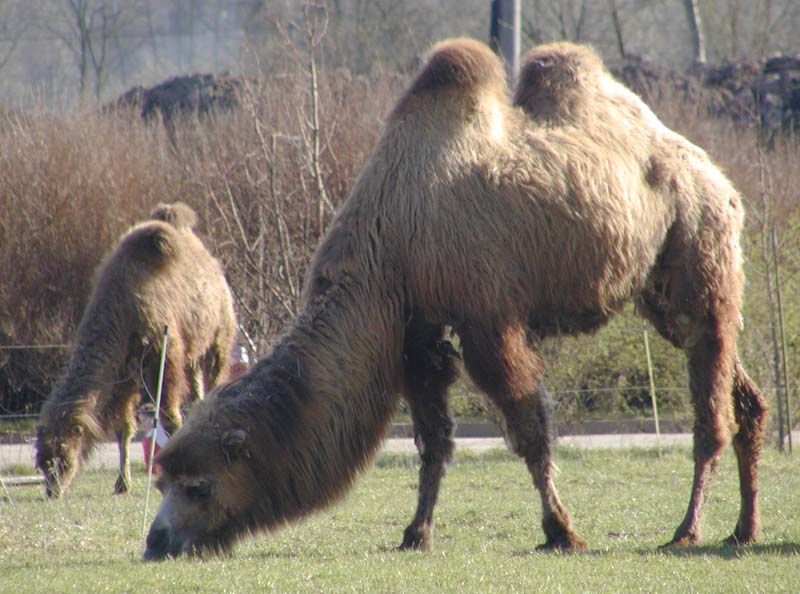obrázek: Povodeň už i v ZOO