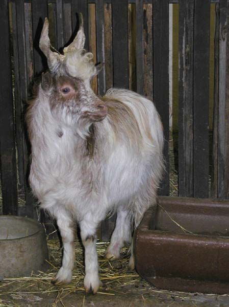 obrázek: Hurvínek a Mánička v ZOO Plzeň